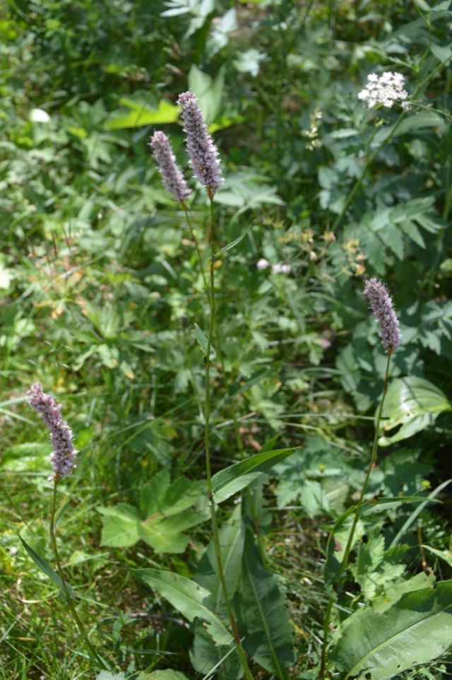 Bistorta officinalis